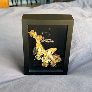 Real Mounted Preserved Butterfly